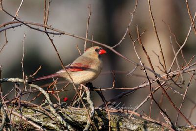 Cardinal Female in twigs 2 24.jpg