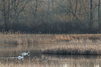 Swans and pond 24.jpg