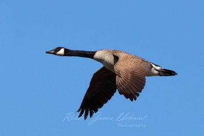 Canadien Goose in flight 24.jpg