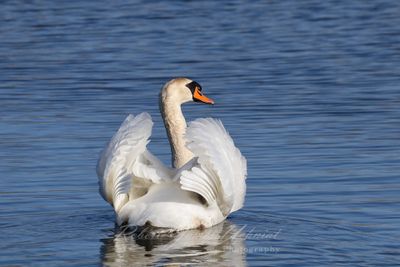 Swan Gliding 24.jpg