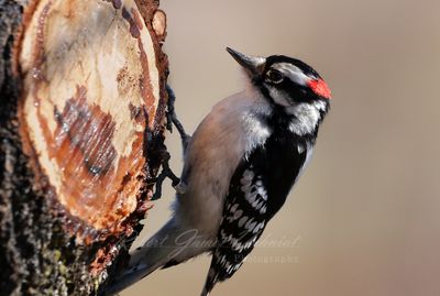 Downy Woodpecker cut 24.jpg
