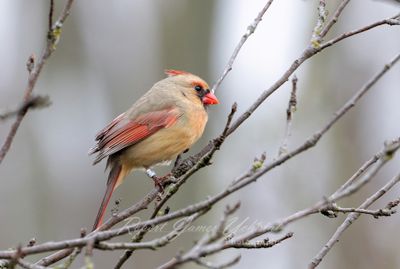 Cardinal Female in twigs 3 24.jpg