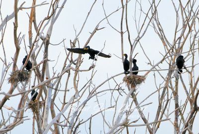 Cormorant nests cloudy day 24.jpg
