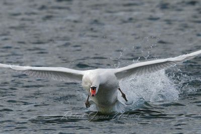 water_fowl