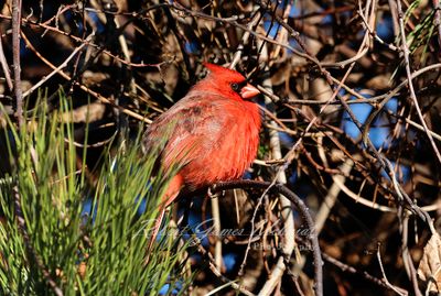 Cardinal male in pine 24.jpg