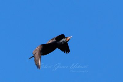Cormorant in flight 4 24.jpg