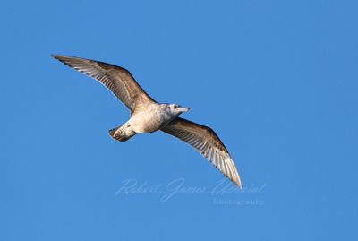 Gull in flight 24.jpg