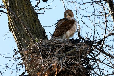 Red Tailed Hawk in nest 24.jpg