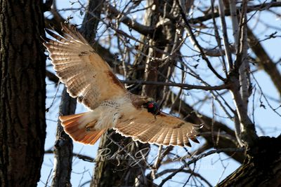 Red Tailed Hawk carrying Red Winged Blackbird 24.jpg