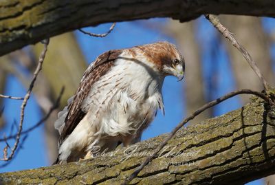 Red Tailed Hawk hunting 24.jpg
