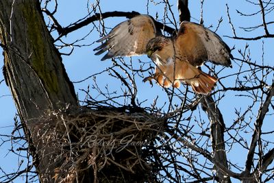 Red Tail Hawk with twig at nest 24.jpg