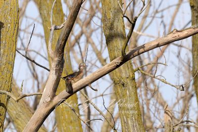 Wood Duck female in tree 24.jpg