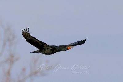 Cormorant in flight 5 24.jpg