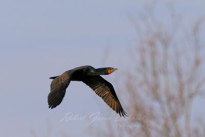 Cormorant in flight 6 24.jpg