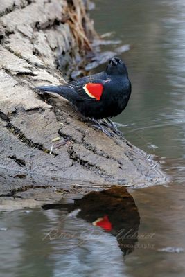 Redwing Blackbird reflection 24.jpg