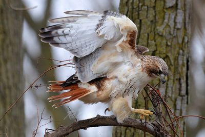 Red Tailed Hawk Jumping 24.jpg