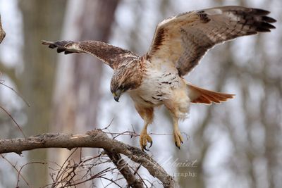 red Tailed Hawk take offt 24.jpg