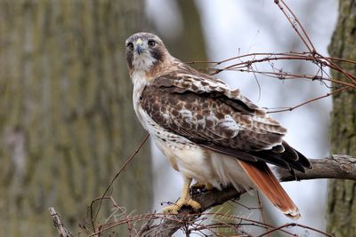 Red Tailed Hawk on branch 3 24.jpg
