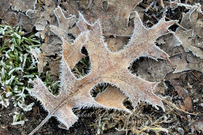 Oak Leaf and frost 24.jpg