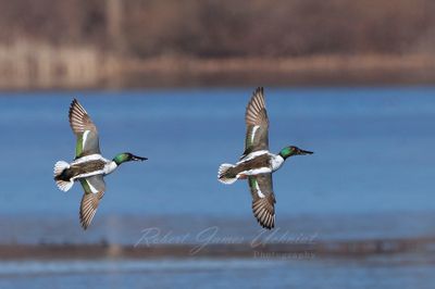 Northern Shovelers in flight 24.jpg