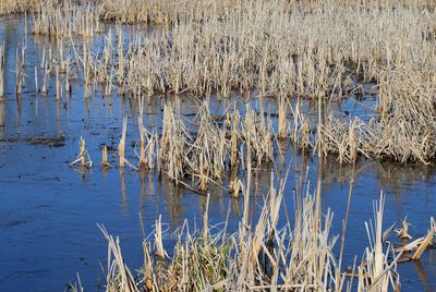 Reeds and Pond 24.jpg