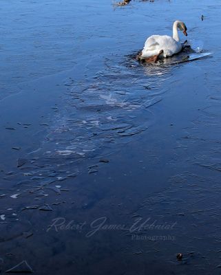 Swan icebreaker 24.jpg