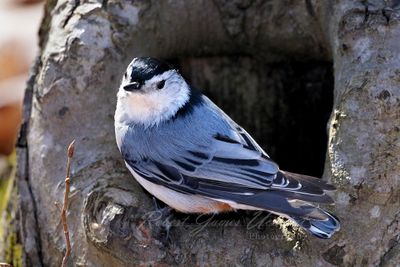 Black Capped Chickadee on tree 24.jpg