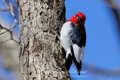 Red Headed Woodpecker 24.jpg