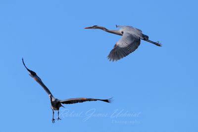 Great Blue Heron cross traffic 24.jpg