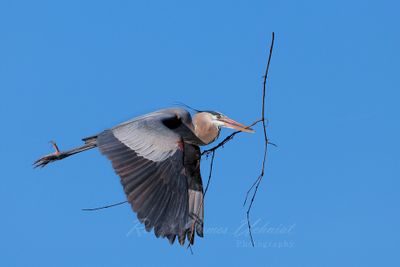 Great Blue Heron with stick 2 24.jpg