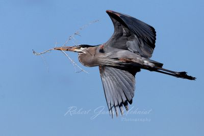 Great Blue Heron with stick 3 24.jpg