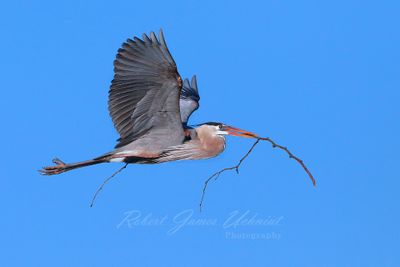 Great Blue Heron with stick 24.jpg