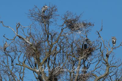 Great Blue Heron Rookery 2 24.jpg