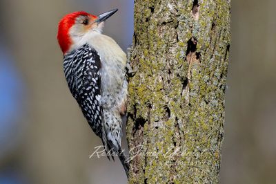 Red Bellied Woodpecker 24.jpg