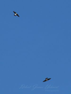 Tree Swallows in flight 24.jpg