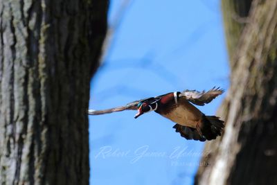 Wood Duck male in flight 6 24.jpg