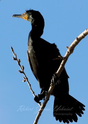 Cormorant in tree 24.jpg