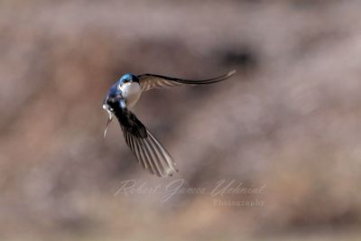 Tree Swallow in flight 24.jpg