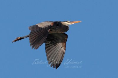 Great Blue Heron in flight LSCM 24.jpg