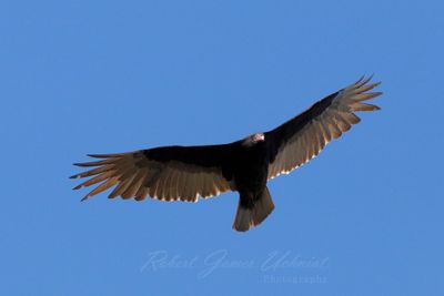 Turkey Vulture 24.jpg