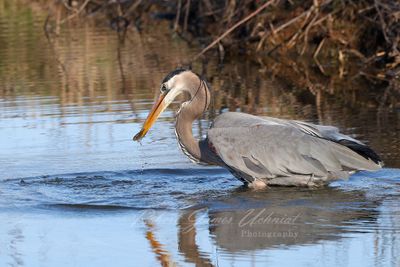 Great Blue Heron with fish 24.jpg