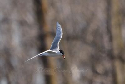 Forsters Tern in flight 24.jpg