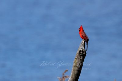 Cardinal male at the lake 24.jpg