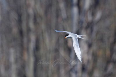Forsters Tern in flight 3 24.jpg