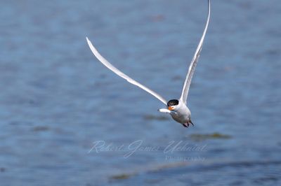 Forsters Tern with fish 24.jpg