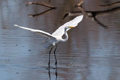 Great White Egret skimming 24.jpg