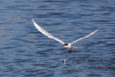 Forsters Tern dropping  fish 24.jpg