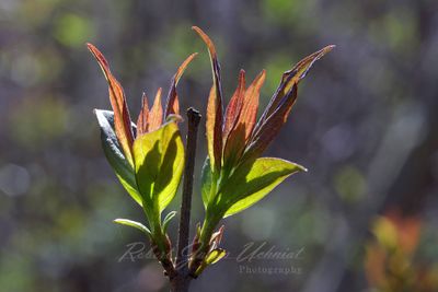 Gray Dogwood sprouts 24.jpg