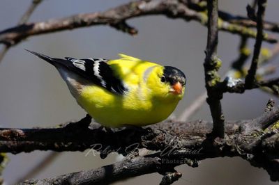 American Goldfinch male 24.jpg