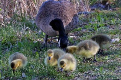 Goslings with mother 24.jpg